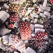 Kaleidoskop